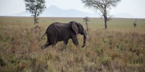 Læs om tre helt fantastiske safarirejser i Afrika!